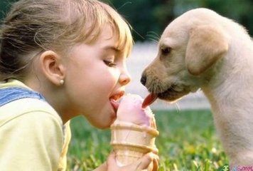 狗狗能不能吃甜食?狗狗吃甜食要注意什么