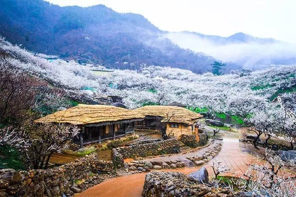 梅花村人口_人口普查