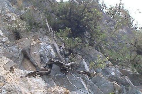 崖柏主要分布在我国的太行山地区和重庆大巴山地区,以太行崖柏为