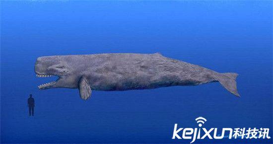 梅尔维尔鲸巨兽大复活:鲨鱼也只是开胃小菜!