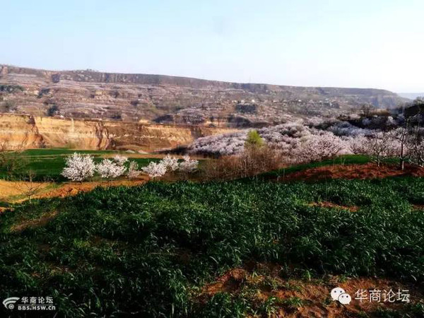 阳春三月,蓝田华胥杏花谷许你一场视觉盛宴!