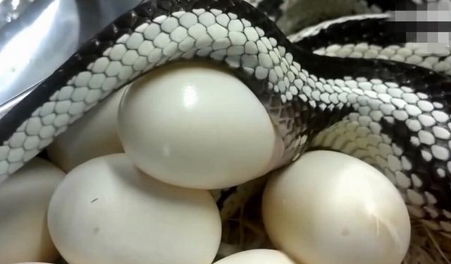 如果在野外的话,卵生种类的蛇,通常下完蛋后,就丢下蛋不管了,只有少数