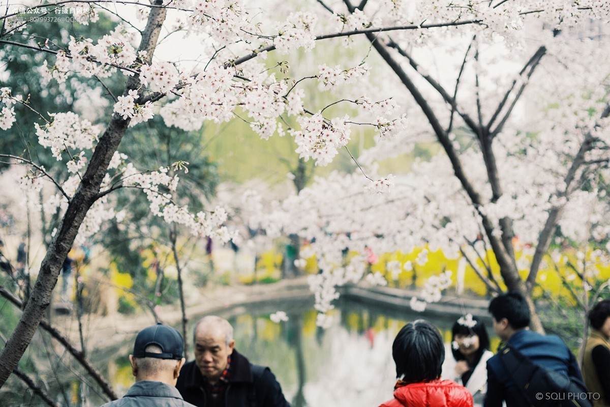 不过说到目前樱花最集中的地方,那就是鲁迅公园