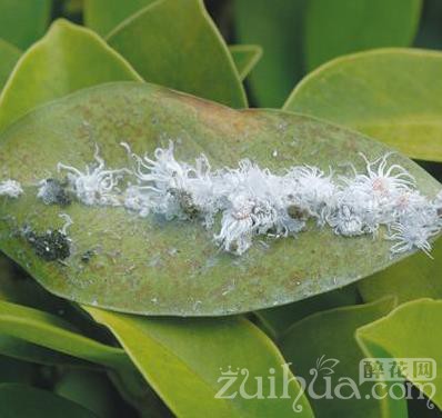 根粉介壳虫不同于普通介壳虫是为什么