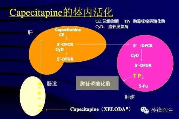 5氟尿嘧啶治疗肿瘤的原理_雷替曲塞 5 氟尿嘧啶腹腔内给药途径治疗艾式腹水瘤小鼠的实验研究