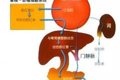进入肠肝循环的药物的来源部位是 a.肝脏b.肾脏c.肺d.