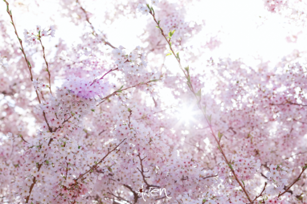 春季最美樱花不在日本,而在这所「全球最漂亮