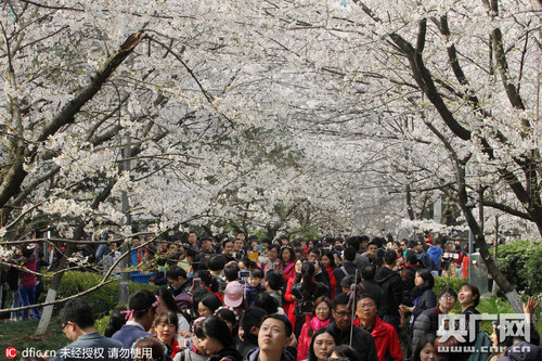 学日本人赏樱花,中国人还得多点心眼