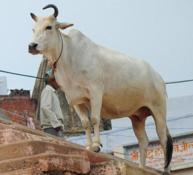 印度神牛有多神?一只母牛体内有3亿3千万男神