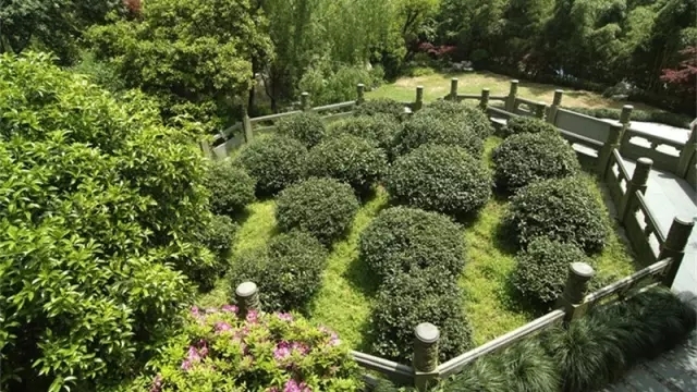 西湖风景区十八棵龙井御茶.