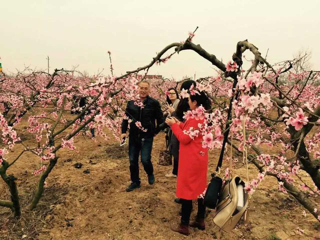 2016河南·新野津湾桃花文化艺术节今日开幕