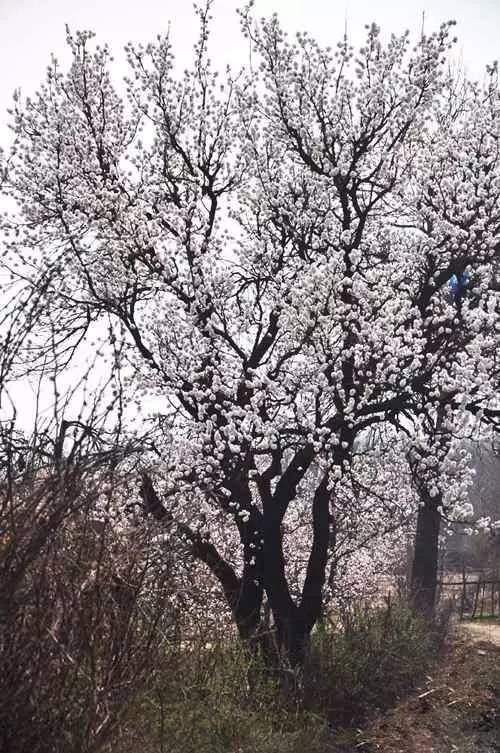 就在郑州郊外02一树树杏花正灿烂绽放
