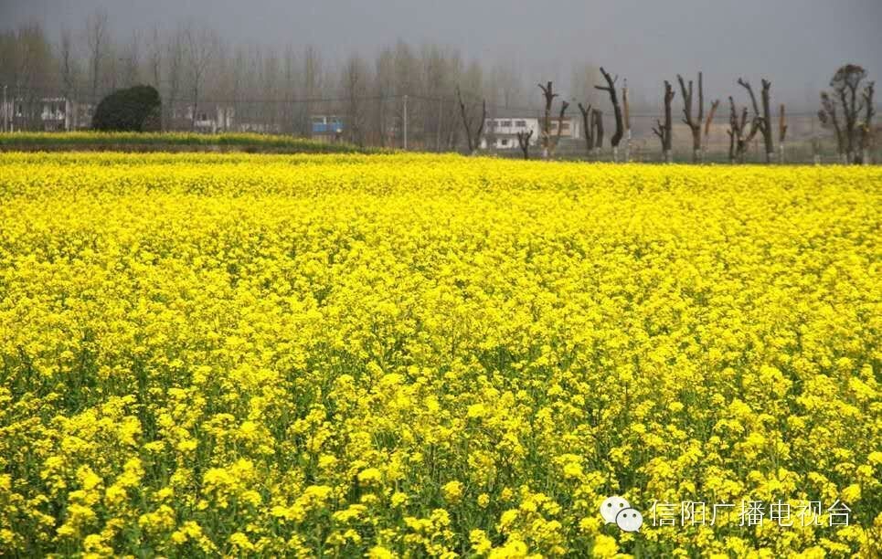 信阳周边最美油菜花赏花基地推荐(图)