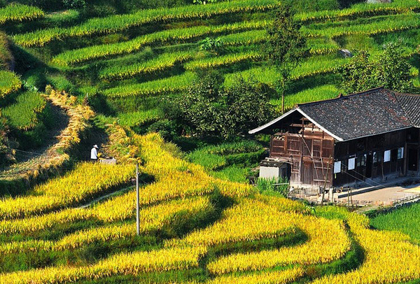 湖南娄底紫鹊界梯田