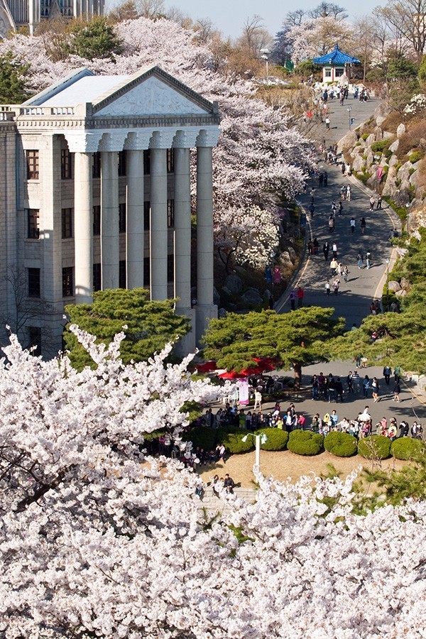 庆熙大学,游走首尔校园与樱花作伴