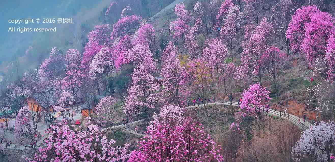 走进北川九皇山辛夷花海似胭脂