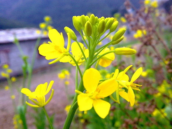 遇见一片油菜花