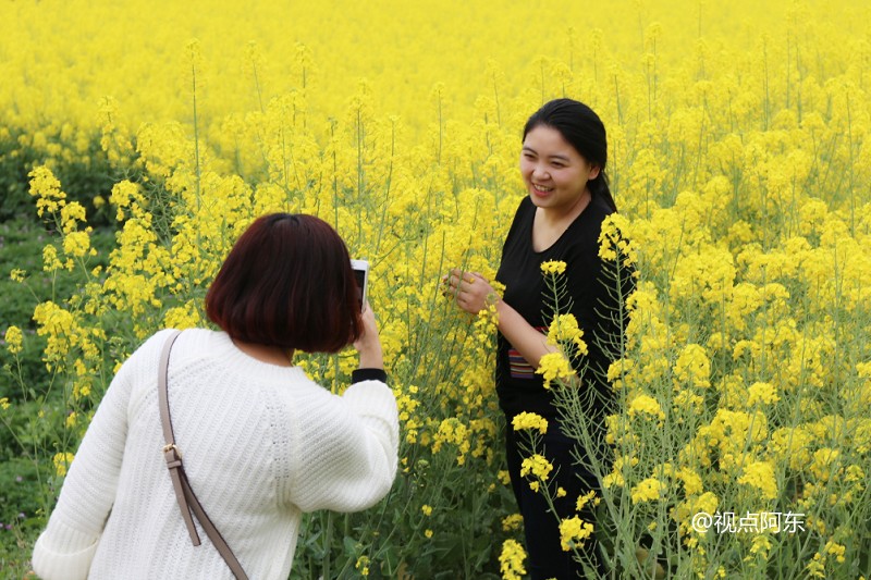 2016汉中油菜花节启幕 3条精品线路供游客选择