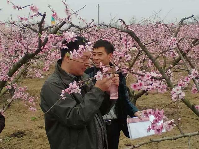 2016河南·新野津湾桃花文化艺术节今日开幕