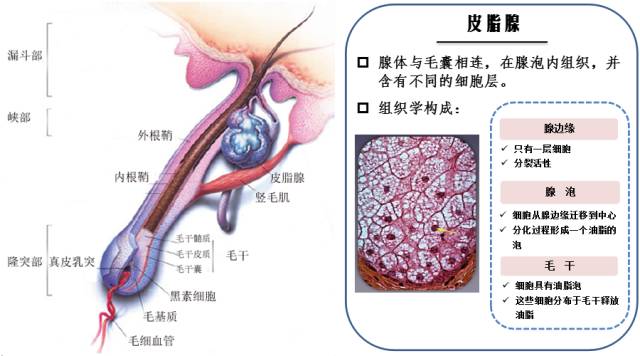 毛囊与皮脂腺