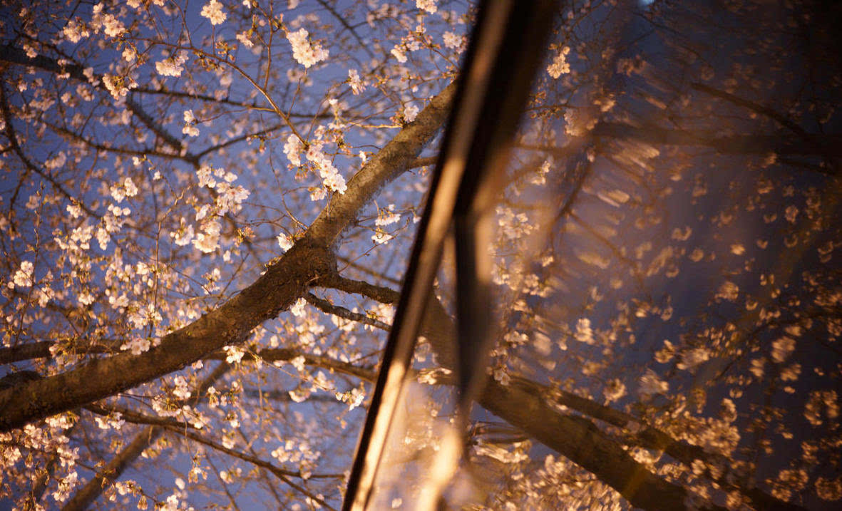 夜晚来临,粉嫩的樱花在路灯的映照下显得相当迷人.