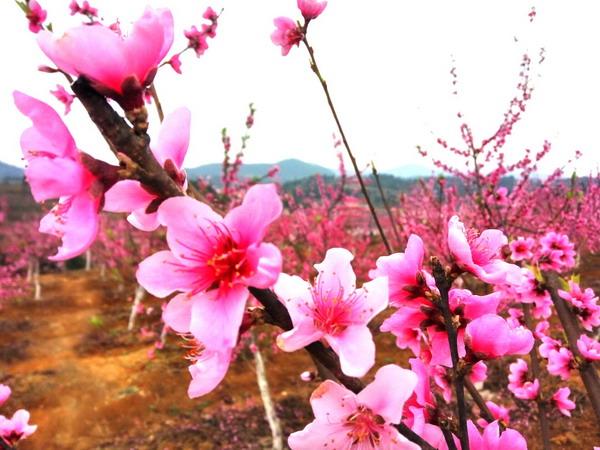 在那桃花盛开的地方:石牛华沙村