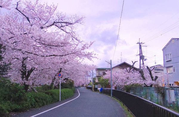 99%的人都不知道的京都私房赏樱地,一般人我