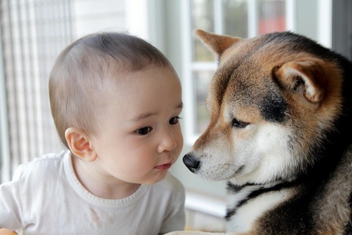 狂犬疫苗致死亡事件触动了多少宝妈养宠物狗的