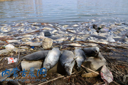 【组图】呼和浩特南湖湿地公园湖面现大量死鱼