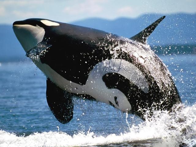 海洋霸王---虎鲸