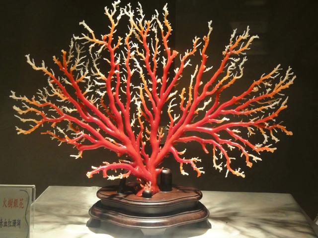 宝石红珊瑚