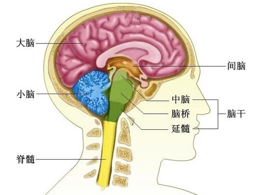 首页 揭秘人体司令部(上)    大脑是人体中最重要的器官,如果没有了