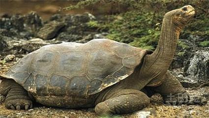 史上寿命最长的动物 既然不是乌龟