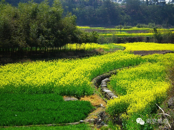 2016年南京油菜花赏花地图来啦!