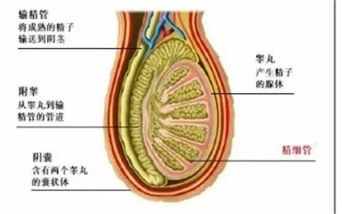 (图:睾丸内部组织解剖示意图) 正常睾丸的精细结构 我们接着来观察