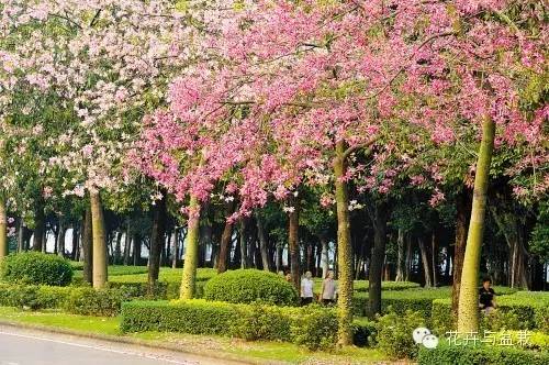 枝头灿烂木棉花,春雨赏花