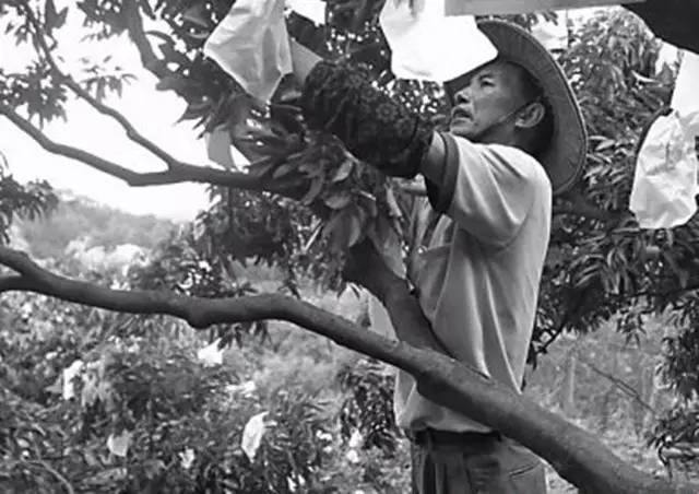 十万火急,爱心助农! - 微信公众平台精彩内容 - 