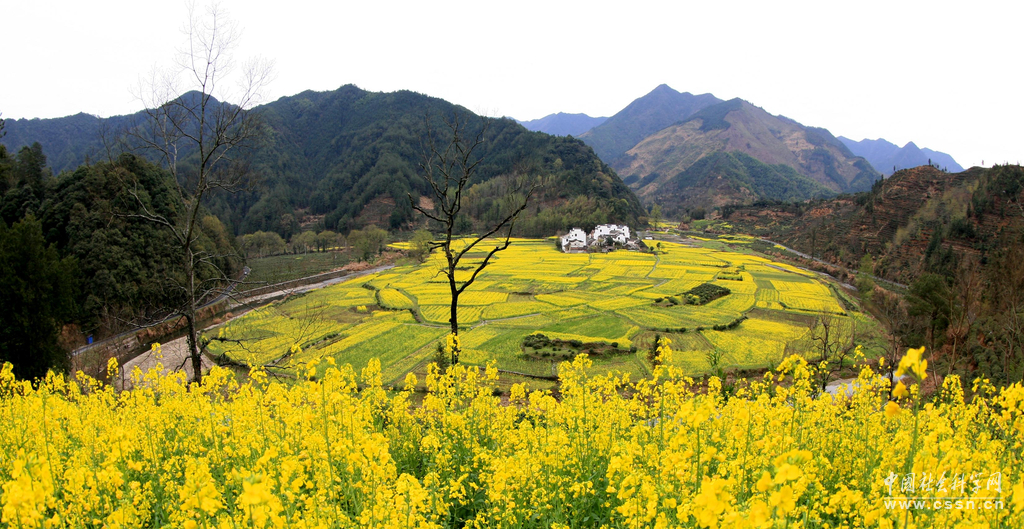 2016年03月24日,安徽省黄山市,盛开的油菜花环抱安徽省黄山市休宁县