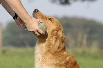 狗狗补钙吃什么好?哪些狗狗最容易缺钙?