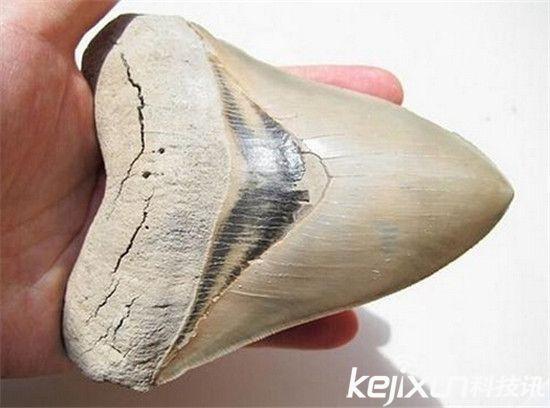 史前巨齿鲨牙齿化石被发现:长15厘米可吞食鲸鱼