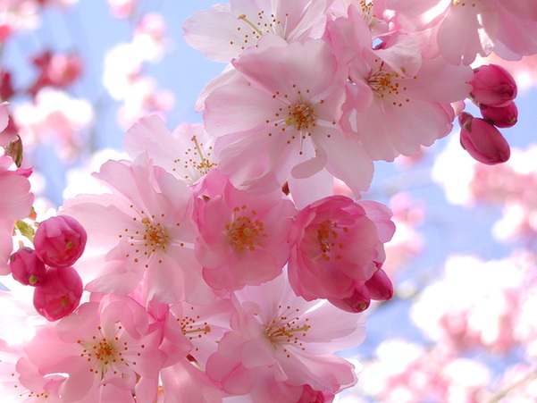 心情如春天般美丽:10个快乐的英文表达英文