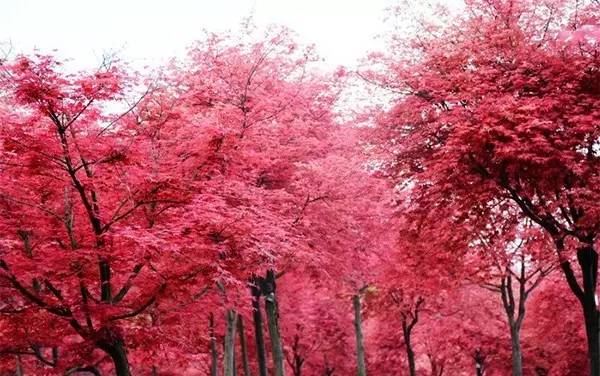 【游玩推荐】重庆主城最霸气红枫观赏地就在这里!