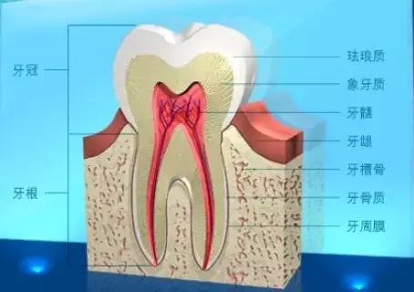 牙骨质:覆盖牙根表面的一层硬组织,连接牙周膜和象牙质.
