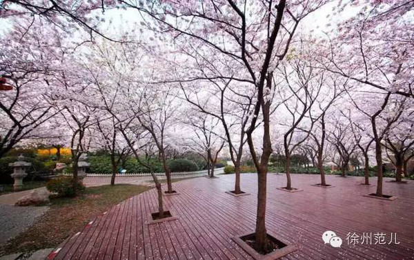 徐州樱花节是徐州一年一度,万众瞩目的徐州大型景区营销活动,每年