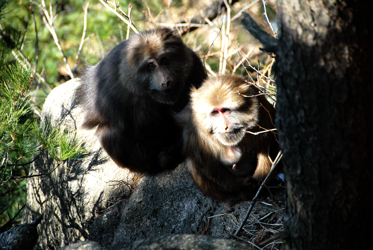 四川唐家河保护区：藏酋猴 - 中国自然保护区生物标本资源共享平台