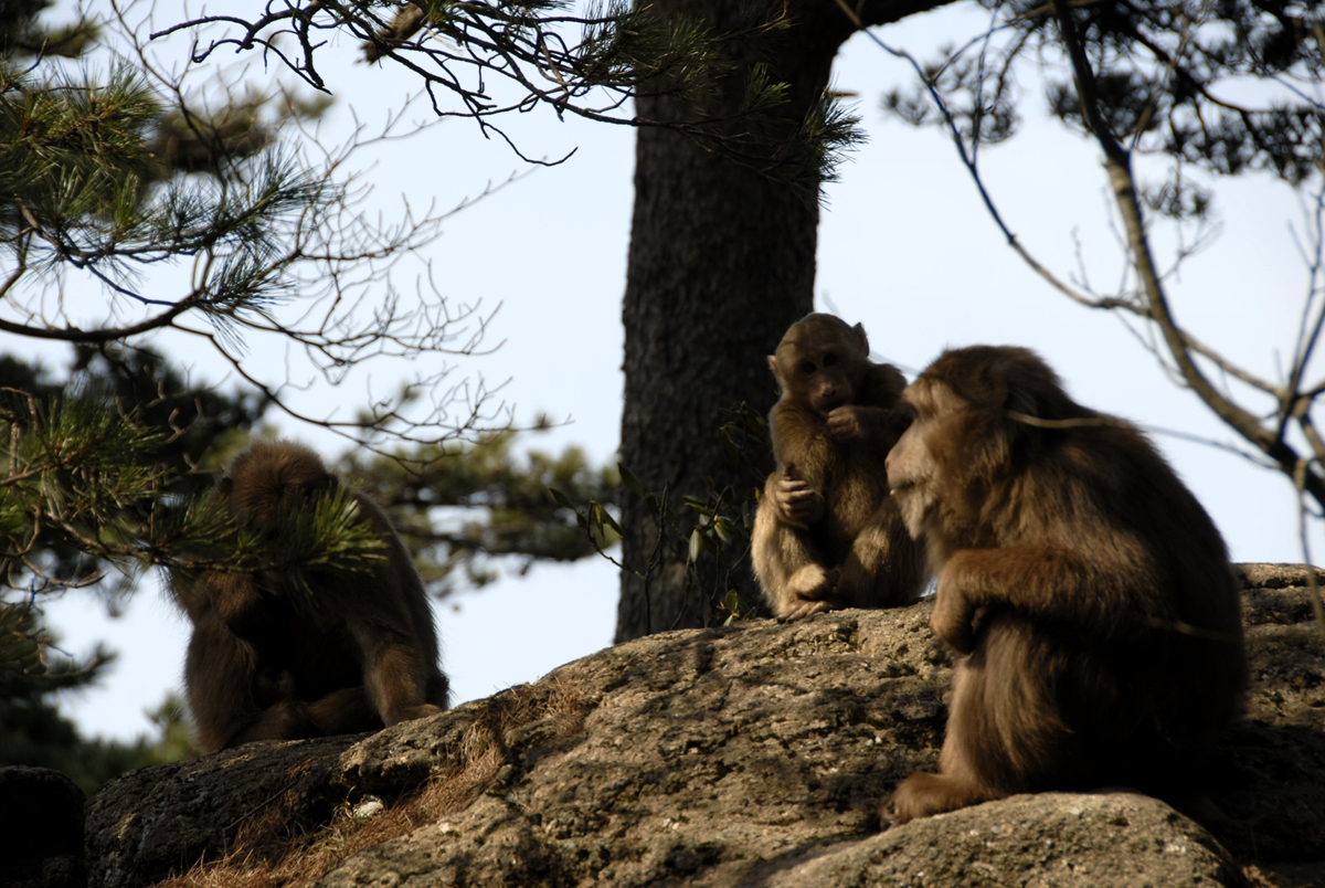 想走就走的旅行，打卡峨眉山，游我国目前最大的野生自然生态猴区__财经头条