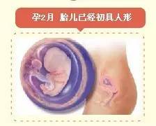 【图说孕育】孕期胎儿十月发育过程图,你的娃