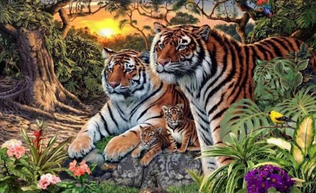 这张图片看起来很唯美,老虎一家在丛林中眺望黄昏的风景.