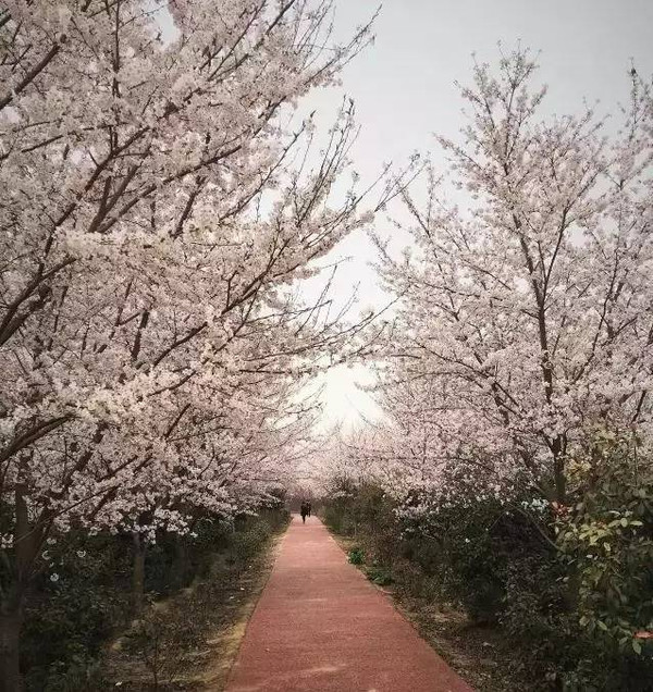 【微旅游】花都鄢陵:中原首届樱花节向你走来