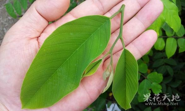 盆栽番荔枝释迦的整型及促花技术